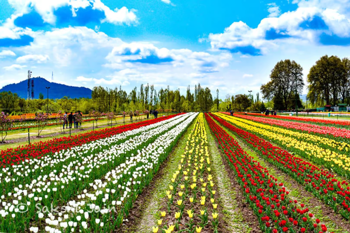 Kashmir Dream Vacation